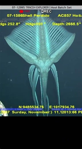 Scientists Finally Filmed a REAL “Alien Squid” in the Ocean