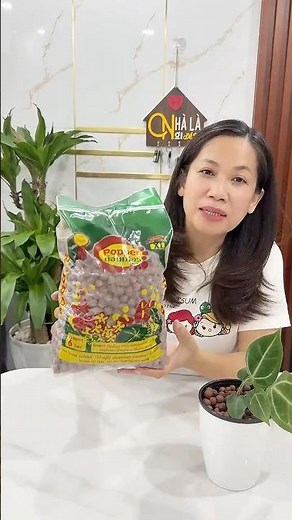Viên đất nung trồng cây trong nhà rất tiện và sạch sẽ