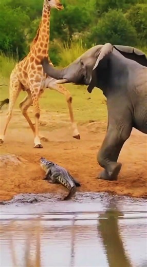 "Elephant Saves Baby Giraffe From Crocodile Attack" | Free Word Studio