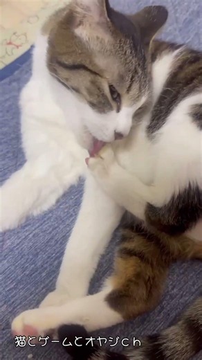 お手入れをする猫さん