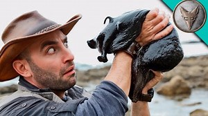 Giant black sea slugs exist and they're gross AF