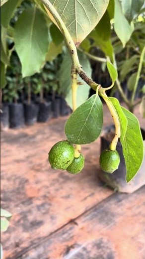 From plant to fruit 🥑🌱Yes, this is a fruiting avocado plant – ready to elevate your garden! #fruit