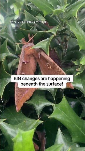 Polyphemus Giant Moth🦋Moth Spiritual Meaning 🦋 #moths