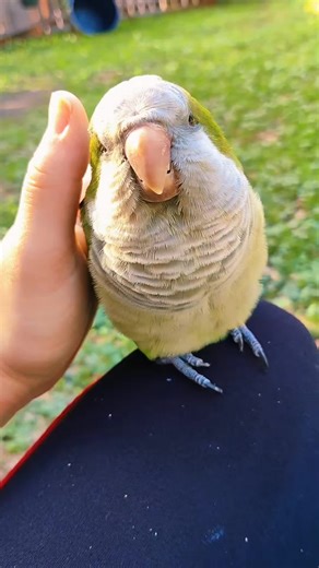 Calming Quaker Parrot Sounds for Relaxation | Cute Yawn at the End