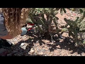 Propagating a cholla cactus without getting hurt // NMHighDesertGarden