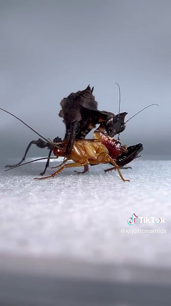 Darth Vader Mantis Devours Cockroach | Nature's Predatory Encounter