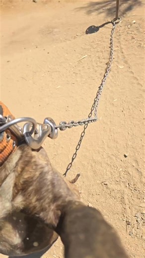 LUCKY DOG'S SAKI BOM https://www.apbt.online-pedigrees.com/modules.php?name=Public&file=printPedigree&dog_id=915389 That's a lanky boy!! I like them long legs 😄👍 | LUCKY LOPEZ