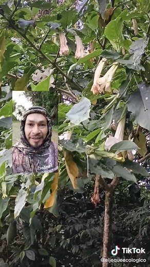 Árbol Borrachero: La Maravilla Tóxica de la Madre Naturaleza