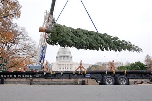 The ‘People’s Tree’ makes it to Washington, D.C. — this year from a Western state