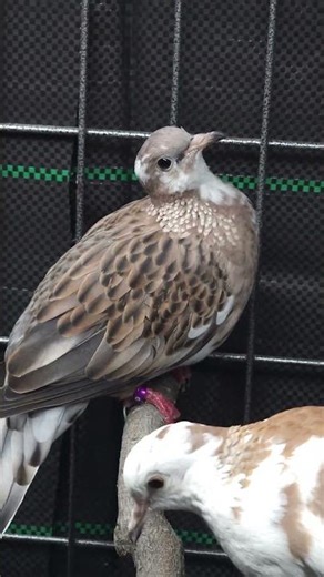 leopard spotted dove male