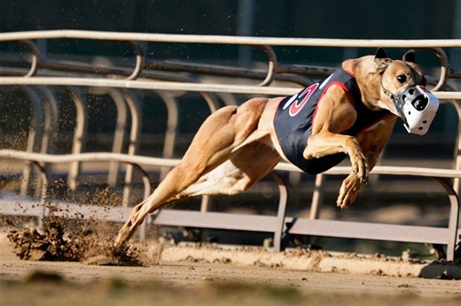 Greyhound racing, unique to West Virginia, banned in US House bill