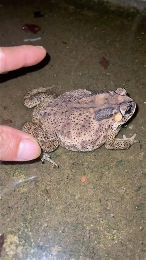 🐸 I Couldn't Stop Laughing at These Funny Frogs and Toads Jumping at Night
