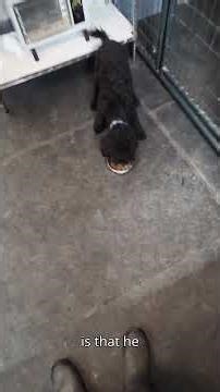 Teaching two dogs to share meals #dogtraining #shorts