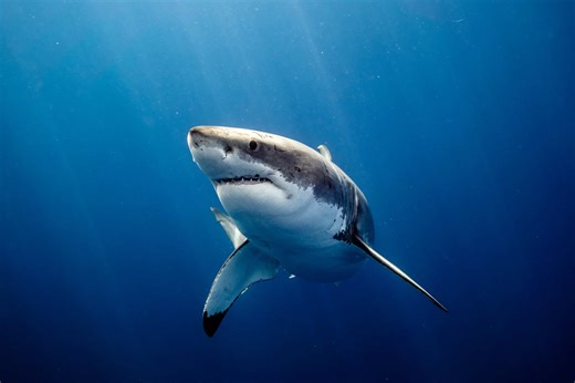 Sharks’ Blood Detection Range