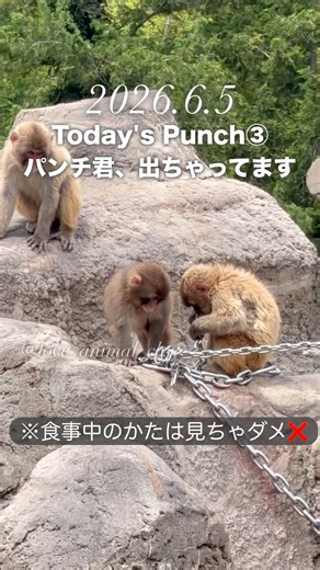 パンチ君のお尻に注目！やっぱり大物だ‼️ Punch poops while playing! 💩🤣 #がんばれパンチ #市川市動植物園 #punch