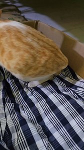 Little kitten got stuck during breech delivery #cat #kitten #catmom #catlover #fblifestyle #catdelivery #meow | Andaman Baby