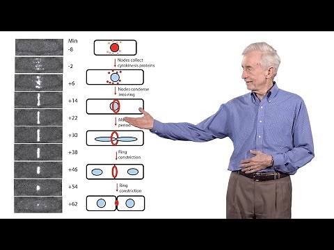 Thomas Pollard (Yale University) 3: The mechanics of cytokinesis
