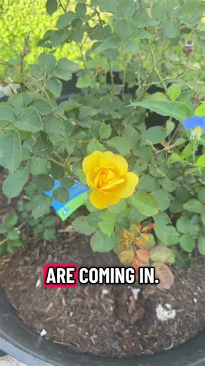 Take the time to slow down and enjoy and smell the roses#monkeymentor #work #mentor #roses#sol
