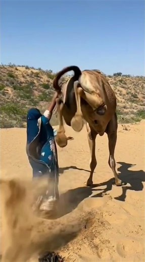 Powerful Camel Kick – Bride Falls Far Away