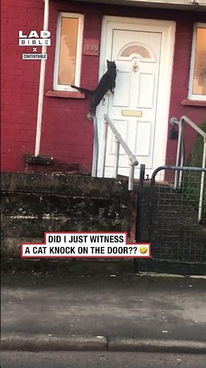 Did I just witness a cat knock on the door? 🤣 (🎥: CONTENTbible)