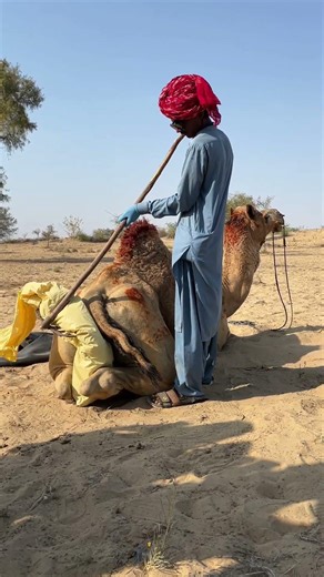 في كل محاولة لحمايته من الخشب الشائك،كانت صورة الاجتهاد والحب واضحة للعيان