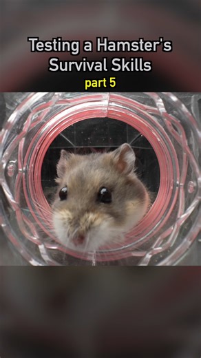 Dr. Plants on Instagram: "Testing a Hamster’s Survival Skills pt5 🐹 #ecosystem #wildlife #nature #plants #earth #pets #petsofinstagram #aquarium #hamster"