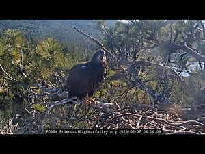 June 7 2025 Gizmo Accidentally Fledges - Beautiful First Flight & Landing - Big Bear Bald Eagle Nest