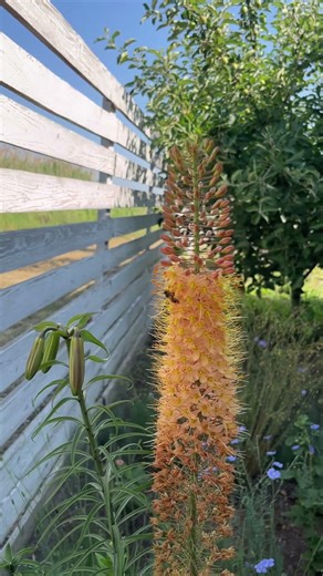 Эремурус 🧡и индиголетта💜 #садоводничество #мойсад#розарий #розы#garden #flowers #сорт #роза#дом