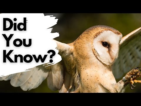 Things you need to know about BARN OWLS!