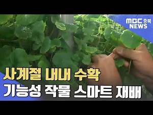 '상처 치료엔 병풀' 스마트팜으로 사계절 재배ㅣMBC충북NEWS