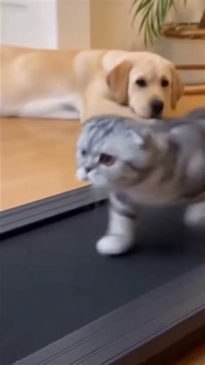 Treadmill Trouble Again! 🐱 Every time the cat starts running, the Labrador gets hit!