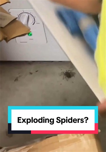 Ever seen an Explosion of Spiders? Today's lesson: Wolf Spiders. Does a spider explode with baby spiders when smashed? Do baby spiders come out of it? Let's talk about it. Mother wolf spiders carry their babies on their back.
