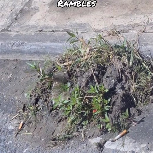 Efficient Grass Cutting and Moving Techniques