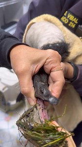Today, we saved a Canada goose in distress, tangled in fishing line that was making it impossible for him to eat, walk, or fly. After a thorough check, we were relieved to find no hooks, and with careful hands, we removed the line that had caused so much trouble. Sometimes, a picture is worth a thousand words. This incident reminds us of the importance of proper fishing line disposal. Always look for recycling receptacles at boat ramps, fishing piers, and beaches before you cast your line. If yo