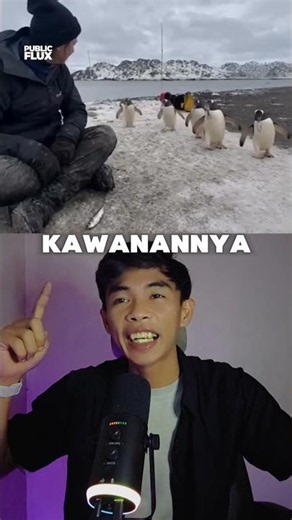 Momen Manis Penguin Berterima Kasih ke Manusia Setelah Diselamatkan!