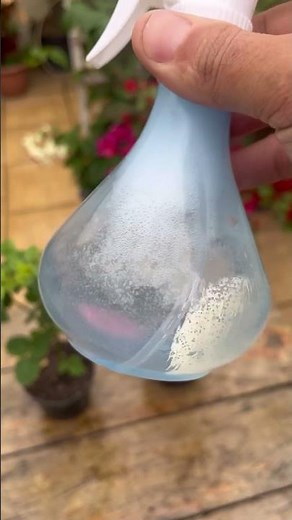 Repelente caseiro para eliminar pulgões e cochonilhas