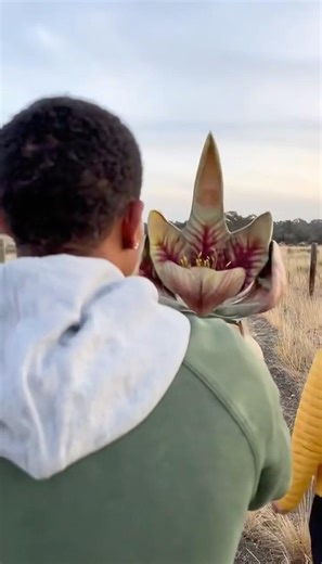 The "Traveler's Lily" flares its petals to intimidate pursuers.