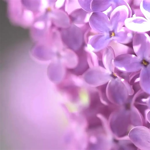 3.7K views · 206 reactions | Soul… | Thoughtfultable.com | Facebook