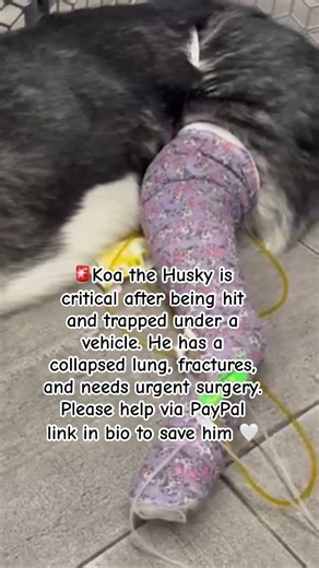 Koa is in critical care after a serious accident, Please help him via PayPal link in bio 🤍