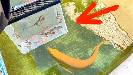 Trapping Hundreds of Lizards for Fish Food