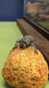 Meet our Blue Death-Feigning Beetle (Asbolus verrucosus)! This nocturnal beetle is endemic to the desert regions of the Southwestern United States. They are opportunistic feeders and principally consume a variety of plants, as well as carrion, if available. The Blue Death-Feigning Beetle is actually black in color, but gets its blue coloration from a waxy coating that they secrete to protect themselves from the harsh desert sun. When threatened, they roll over onto their backs and become rigid. 