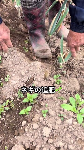 ネギの追肥は植え付け後20日｜長ネギの基本タイミング