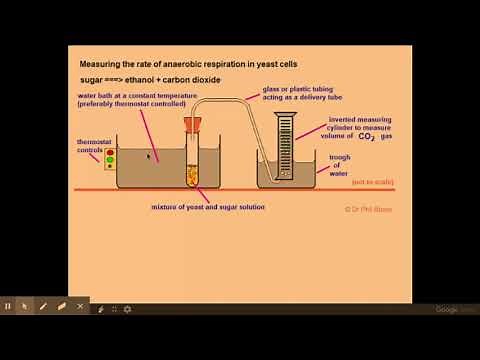 5.2.2. Respiration i) ii) Practical investigations into respiration rates in yeast