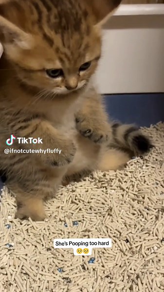 Funny Cat Pooping Compilation