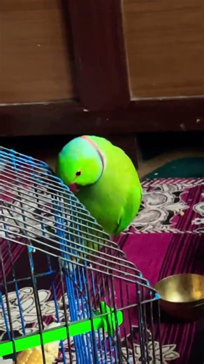🙈 🦜🦜🦜 #parrot #birds #talkingparot #shortvideo #parrotplaytime #parrots #talkingparot #parrots