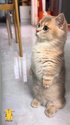 Funny Cat & Cute Kittens873😻 #shorts #kucing #kucinglucu #funny #pet #cat #foryou #viral #viralvideo