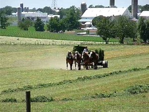Amish Loadin' Hay
