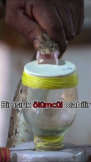 Bu adaya girersen ne olur? 😱