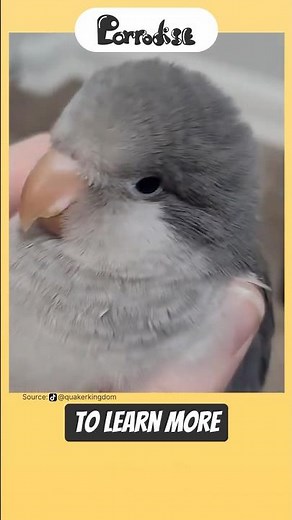 Why Do Parrots Live So Long? 🦜 #facts #shorts #pets