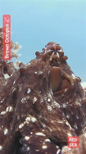 Huge Brown Octopus 🦑 at canyon dive site 🤿⛳ #octopus #octopuses #MarineLife #UnderwaterPhotography #OceanConservation #DiveDeep #diving #scuba #NatureWonders #scubadiving #AmbushPredator #marinelife #CamouflageKing #OceanConservation #uwphotography #underwaterlife #underwaterworld #dahab | Red Sea Diving